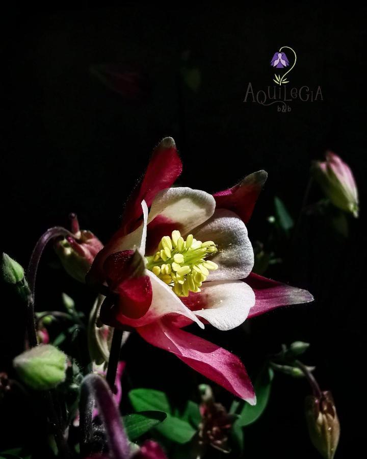 B&B Aquilegia Акваланга Экстерьер фото